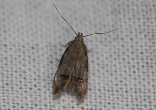 Réf. 327 758 : Teleiodes vulgella